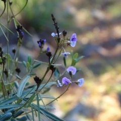 Glycine clandestina at Isaacs, ACT - 30 Jun 2020