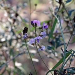 Glycine clandestina at Isaacs, ACT - 30 Jun 2020 04:20 PM