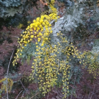 Acacia baileyana (Cootamundra Wattle, Golden Mimosa) at Isaacs, ACT - 30 Jun 2020 by Mike