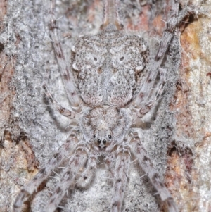 Tamopsis sp. (genus) at Hackett, ACT - 26 Jun 2020 12:51 PM