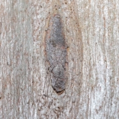 Tamopsis sp. (genus) at Hackett, ACT - 26 Jun 2020 12:51 PM