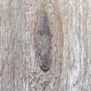 Tamopsis sp. (genus) at Hackett, ACT - 26 Jun 2020 12:51 PM