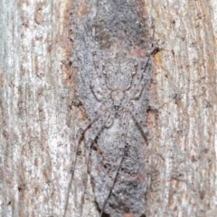 Tamopsis sp. (genus) at Hackett, ACT - 26 Jun 2020