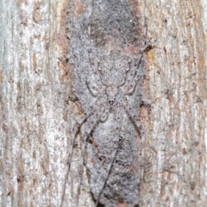 Tamopsis sp. (genus) at Hackett, ACT - 26 Jun 2020 12:51 PM