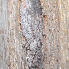 Tamopsis sp. (genus) at Hackett, ACT - 26 Jun 2020