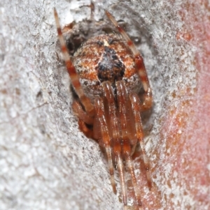 Araneus sp. (genus) at Hackett, ACT - 26 Jun 2020 12:54 PM