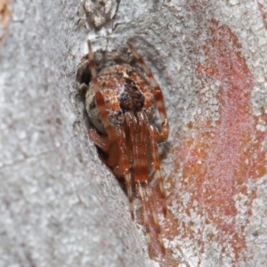 Araneus sp. (genus) at Hackett, ACT - 26 Jun 2020 12:54 PM