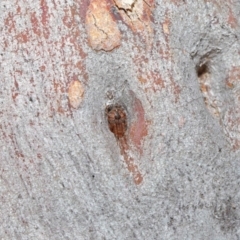 Araneus sp. (genus) at Hackett, ACT - 26 Jun 2020 12:54 PM