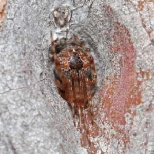 Araneus sp. (genus) at Hackett, ACT - 26 Jun 2020 12:54 PM