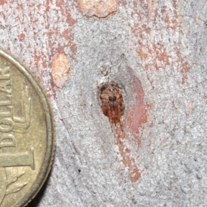 Araneus sp. (genus) at Hackett, ACT - 26 Jun 2020 12:54 PM