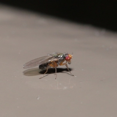 Diptera (order) (Fly - Unidentified) at ANBG - 30 Jun 2020 by TimL
