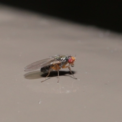 Diptera (order) (Fly - Unidentified) at Acton, ACT - 30 Jun 2020 by TimL