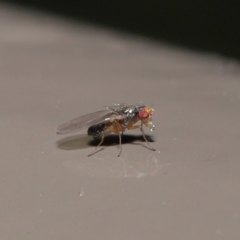 Diptera (order) at Acton, ACT - 30 Jun 2020