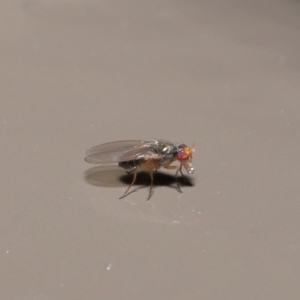 Diptera (order) at Acton, ACT - 30 Jun 2020 12:28 PM