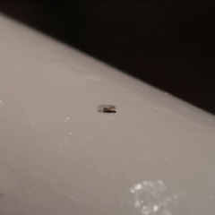 Diptera (order) at Acton, ACT - 30 Jun 2020 12:28 PM