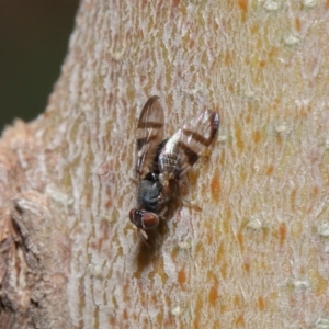 Rivellia sp. (genus) at Acton, ACT - 26 Jun 2020