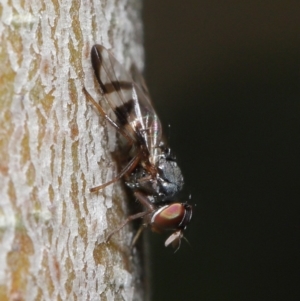 Rivellia sp. (genus) at Acton, ACT - 26 Jun 2020