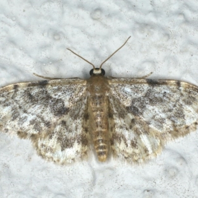 Idaea inquinata (Rusty Wave) at Ainslie, ACT - 27 Nov 2019 by jb2602