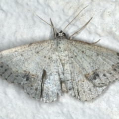 Taxeotis intextata (Looper Moth, Grey Taxeotis) at Ainslie, ACT - 27 Nov 2019 by jbromilow50