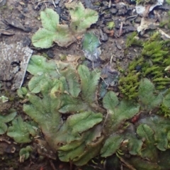 Riccia papulosa (A liverwort) at Nicholls, ACT - 29 Jun 2020 by RWPurdie