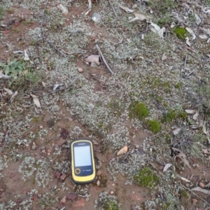 Riccia papulosa at Nicholls, ACT - 29 Jun 2020