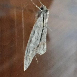 Chlenias banksiaria group at Aranda, ACT - 18 Jun 2020