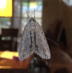 Chlenias banksiaria group at Aranda, ACT - 18 Jun 2020