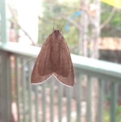 Chlenias banksiaria group at Aranda, ACT - 18 Jun 2020