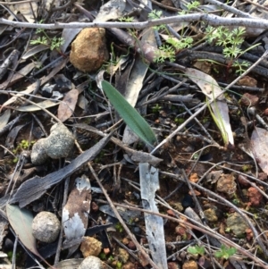 Caladenia actensis at suppressed - suppressed