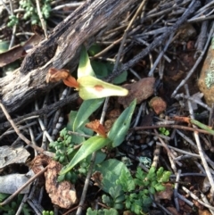 Diplodium sp. at Hackett, ACT - 1 Jul 2020