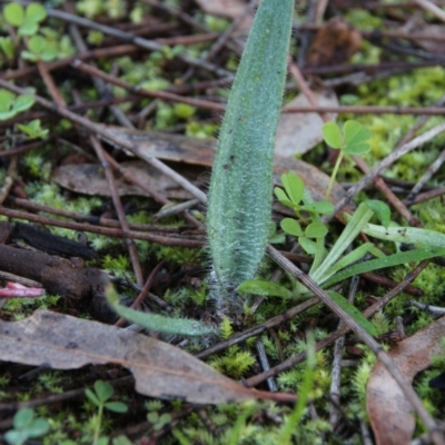Caladenia sp. (A Caladenia) at Mount Majura - 2 Jul 2020 by petersan