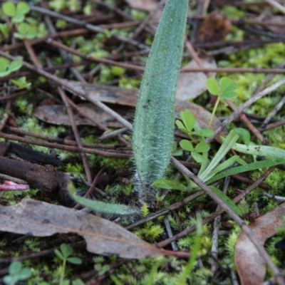 Caladenia sp. (A Caladenia) at Hackett, ACT - 3 Jul 2020 by petersan