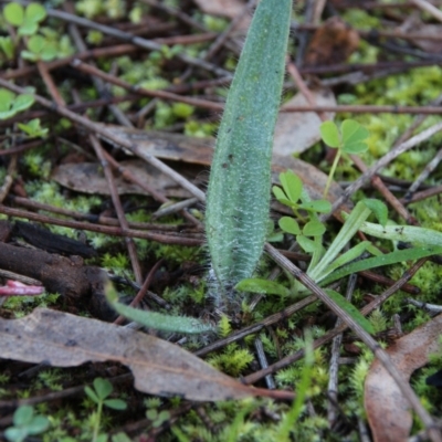 Caladenia sp. (A Caladenia) at Hackett, ACT - 2 Jul 2020 by petersan