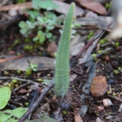 Caladenia sp. at Hackett, ACT - 3 Jul 2020