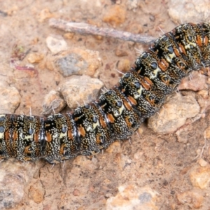 Apina callisto at Tuggeranong DC, ACT - 1 Jul 2020