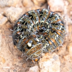 Apina callisto at Tuggeranong DC, ACT - 1 Jul 2020 10:45 AM