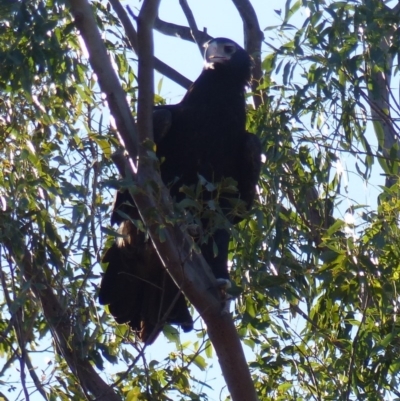 Aquila audax (Wedge-tailed Eagle) at Black Range, NSW - 1 Jul 2020 by MatthewHiggins