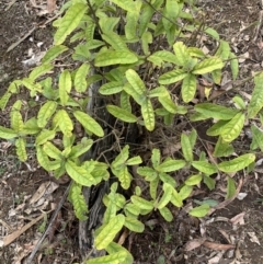 Claoxylon australe at Black Range, NSW - 1 Jul 2020 04:05 PM