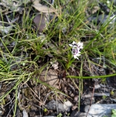 Wurmbea dioica subsp. dioica (Early Nancy) at Stony Creek Nature Reserve - 30 Jun 2020 by Zoed