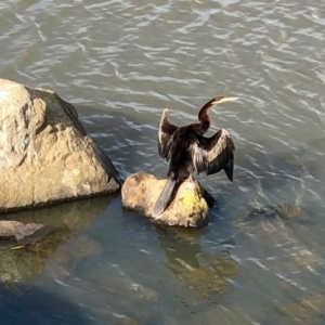 Anhinga novaehollandiae at Belconnen, ACT - 1 Jul 2020