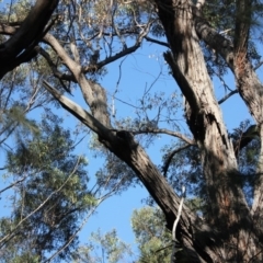 Native tree with hollow(s) (Native tree with hollow(s)) at Bodalla State Forest - 1 Jul 2020 by nickhopkins
