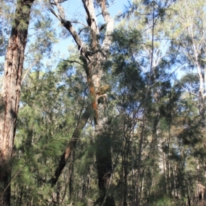 Native tree with hollow(s) at Bodalla, NSW - 1 Jul 2020