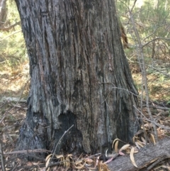 Native tree with hollow(s) at Bodalla, NSW - 1 Jul 2020