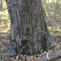 Native tree with hollow(s) at Bodalla, NSW - 1 Jul 2020 01:32 PM