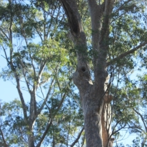 Native tree with hollow(s) at Bodalla, NSW - 1 Jul 2020 01:47 PM