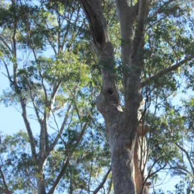 Native tree with hollow(s) (Native tree with hollow(s)) at Bodalla, NSW - 1 Jul 2020 by nickhopkins