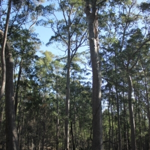 Native tree with hollow(s) at Bodalla, NSW - 1 Jul 2020 01:47 PM