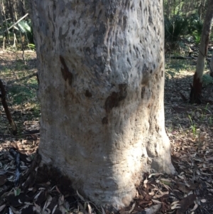 Native tree with hollow(s) at Bodalla, NSW - 1 Jul 2020 01:47 PM