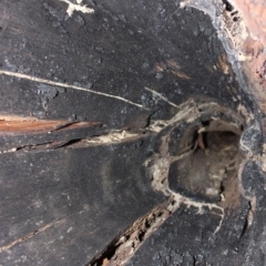 Native tree with hollow(s) (Native tree with hollow(s)) at Bodalla State Forest - 1 Jul 2020 by nickhopkins