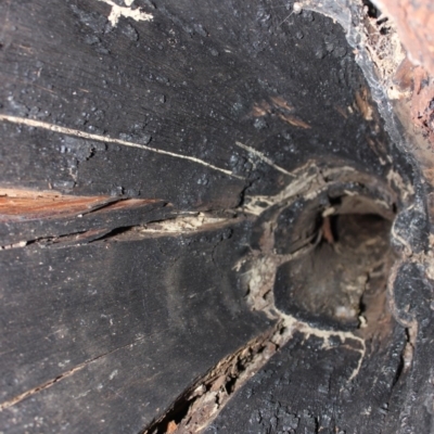 Native tree with hollow(s) (Native tree with hollow(s)) at Bodalla State Forest - 1 Jul 2020 by nickhopkins